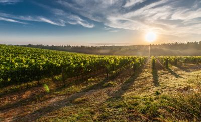 The Wine Festival
